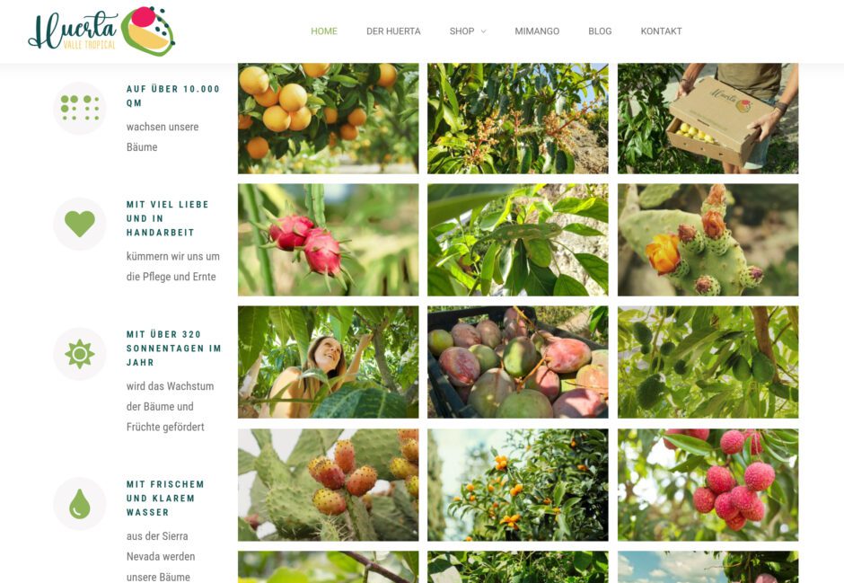 Bio Avocados online kaufen
