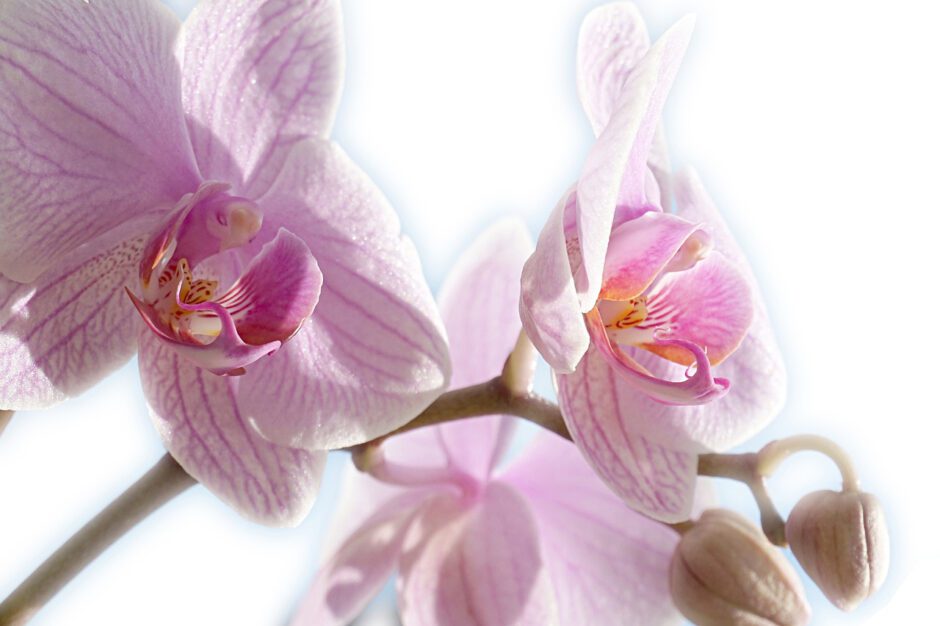 Orchidee Naturkosmetik