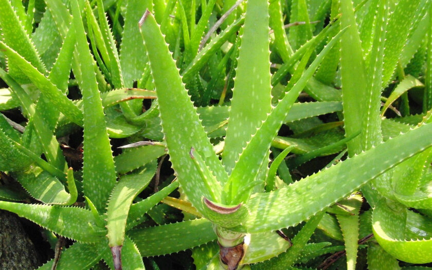 Aloe Vera Heilpflanze