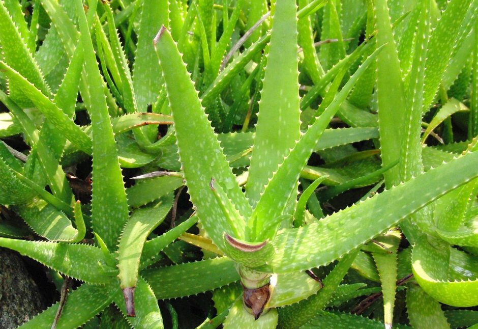 Aloe Vera