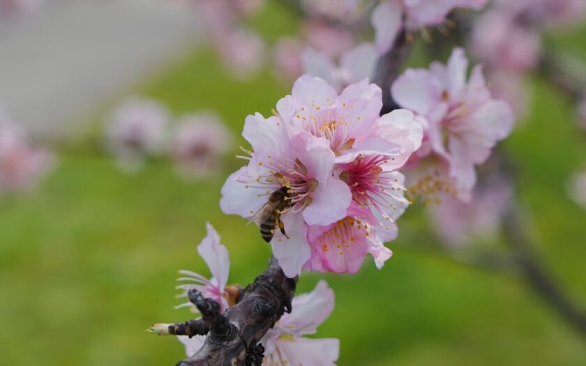 10 Gründe, warum Bachblüten Ihr emotionales Wohlbefinden steigern